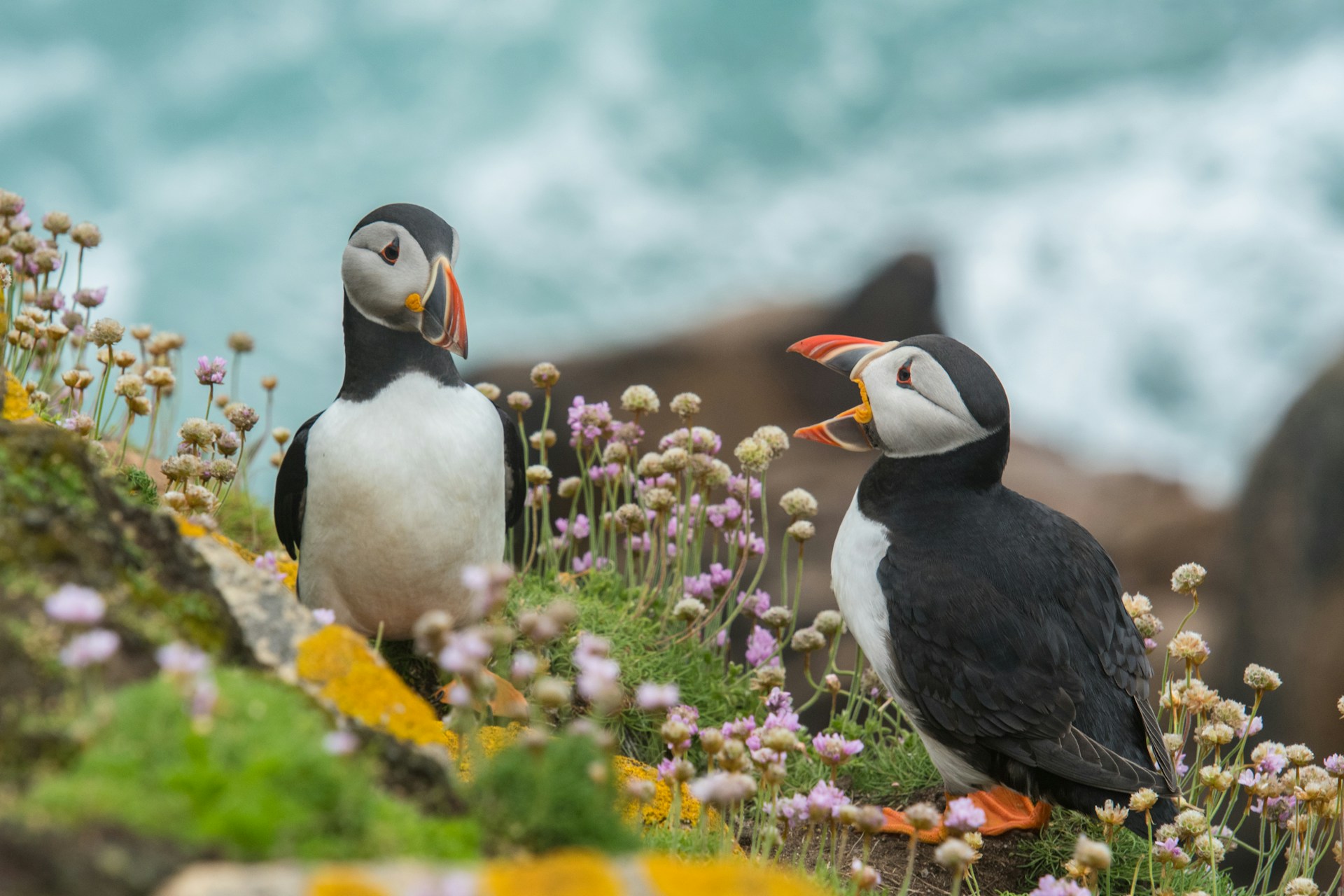 Two puffins on a cliff with flowers and ocean background. | Photo by Wynand van Poortvliet on Unsplash