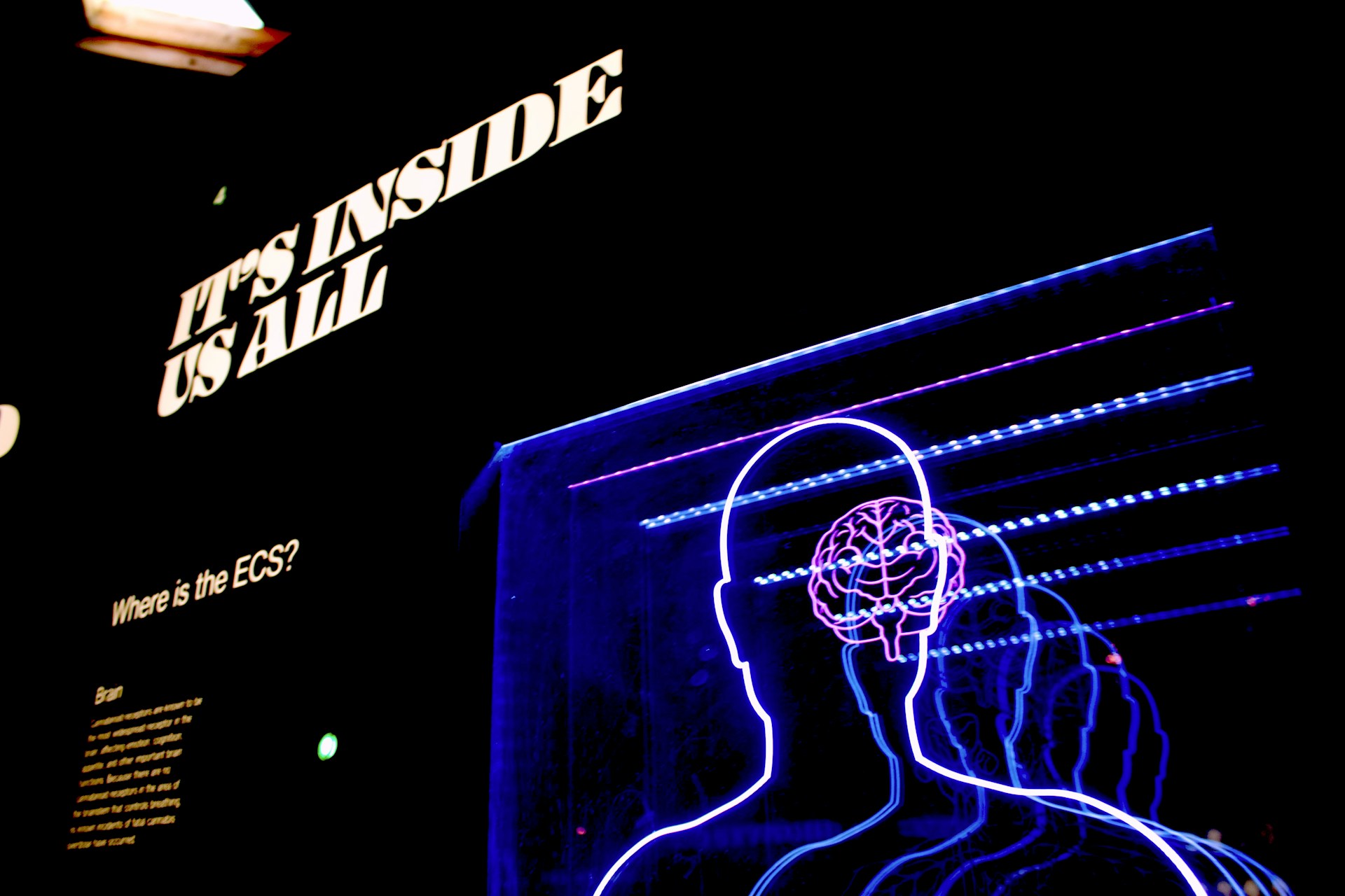 Neon outline of a human head and brain with text "IT'S INSIDE US ALL" against a dark background. | Photo by Bret Kavanaugh on Unsplash